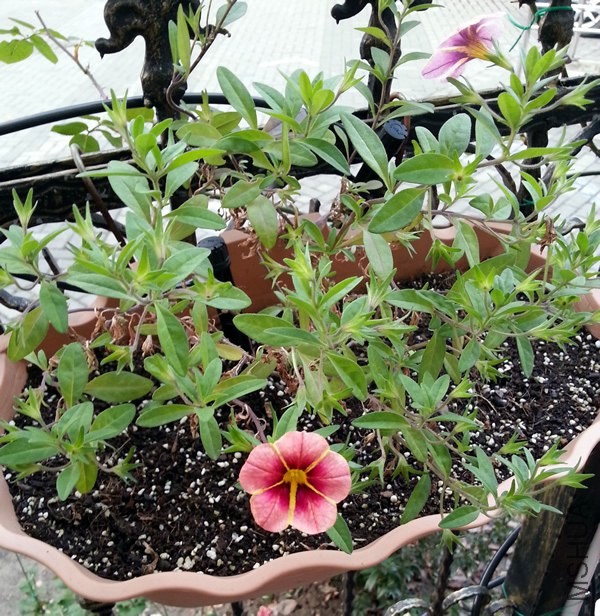����С��20131225.jpg