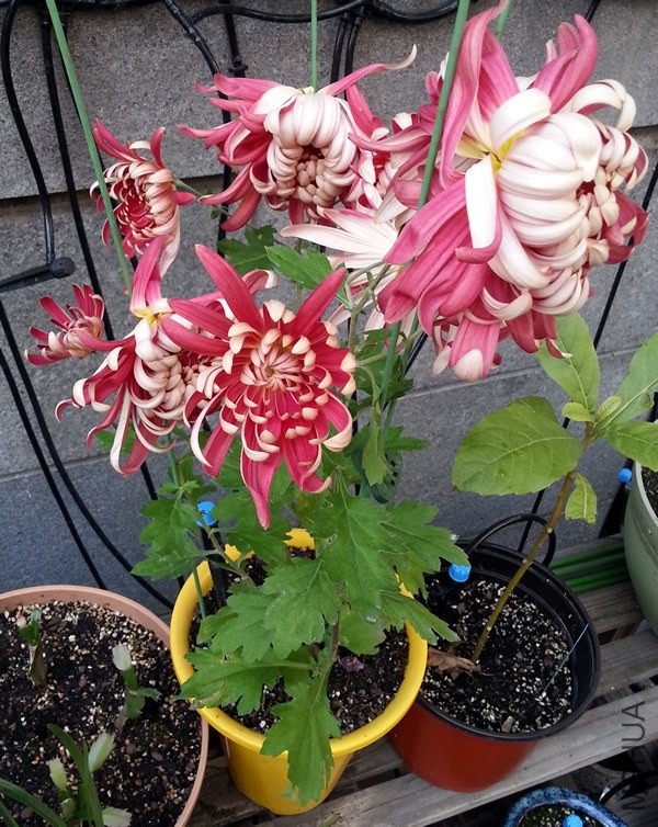 �ջ�������20131225.jpg