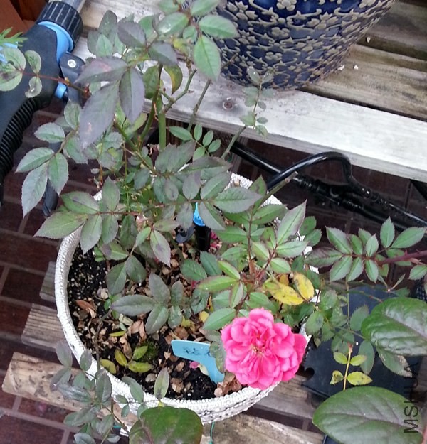 ��ʯõ��20131225.jpg