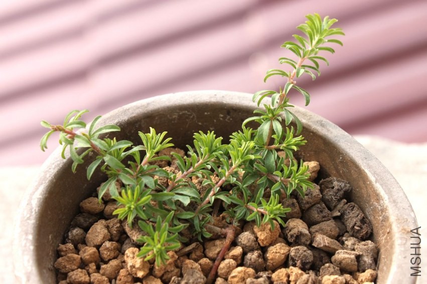 Oxalis hirta cherry.JPG