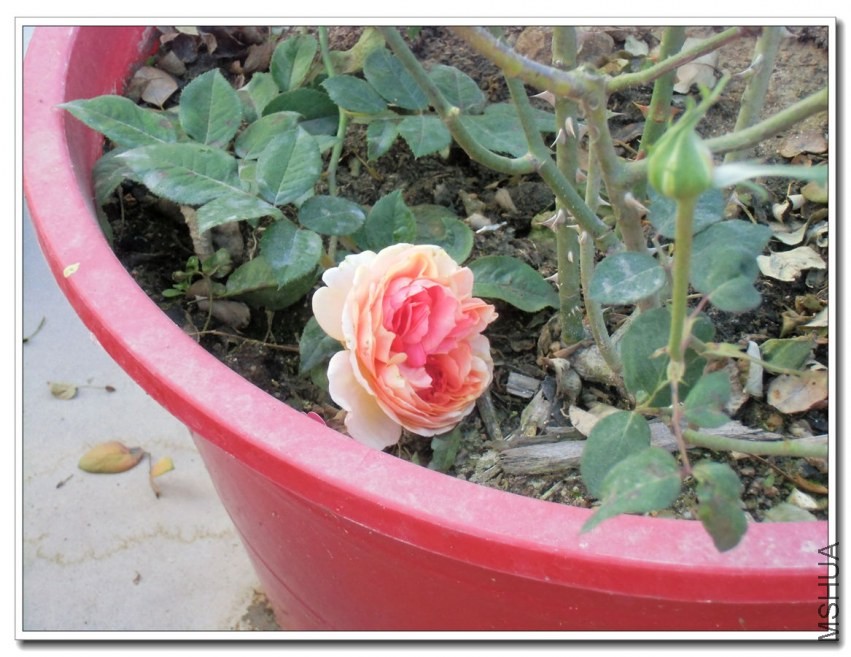 CIMG1248_����.jpg