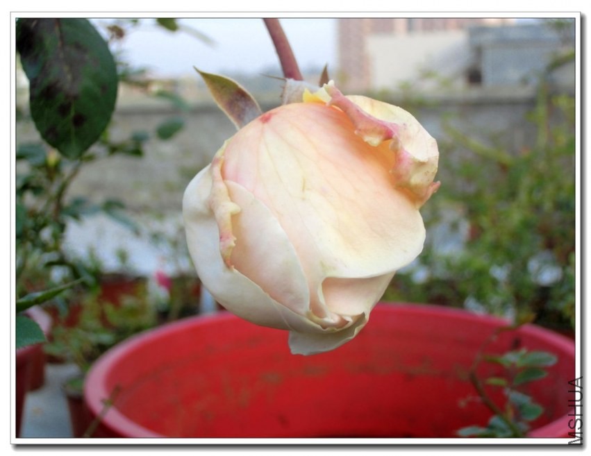 CIMG1249_����.jpg