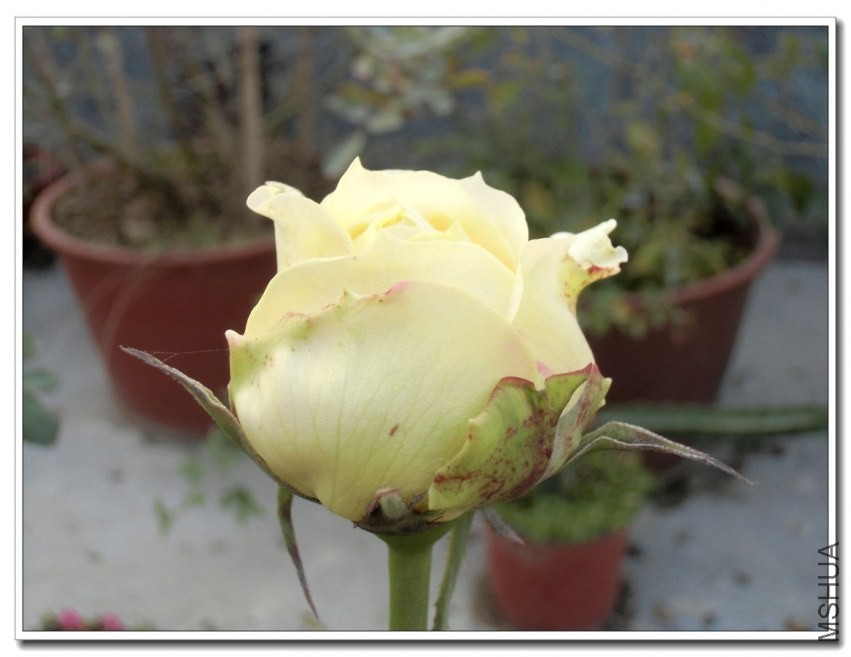 CIMG1251_����.jpg