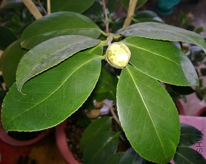 ������ҶƬ