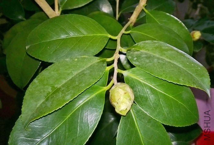 ������ҶƬ