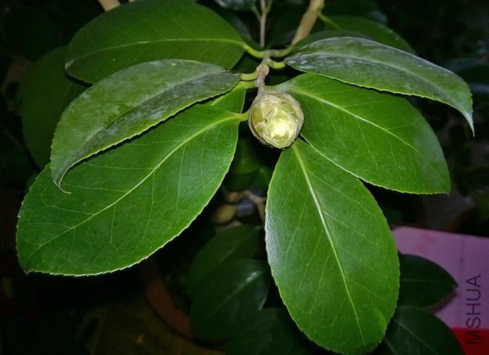 ������ҶƬ