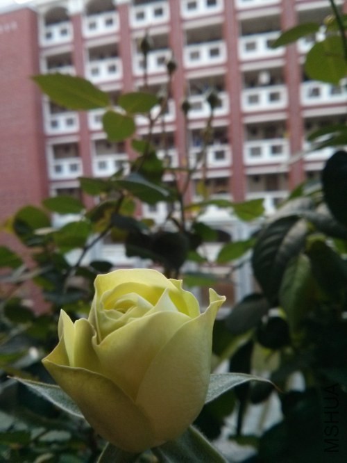 IMG_20131226_072443.jpg