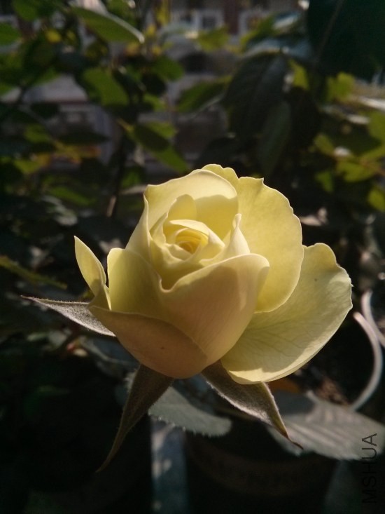 IMG_20131226_141450.jpg