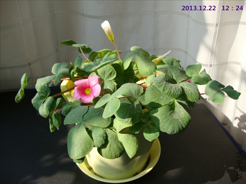 DSC07476 - ����.JPG