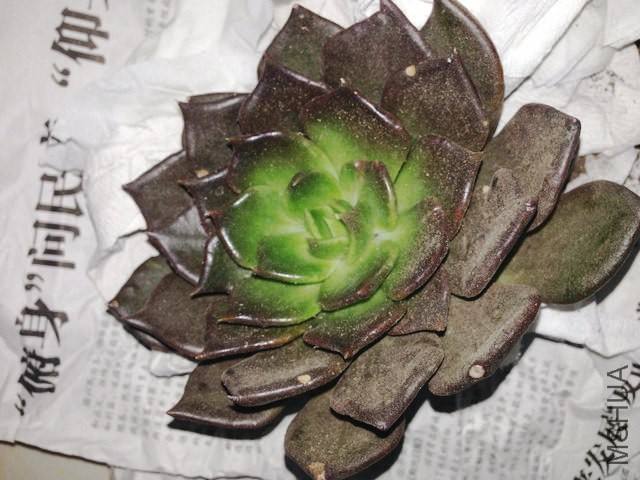 IMG_4304.JPG