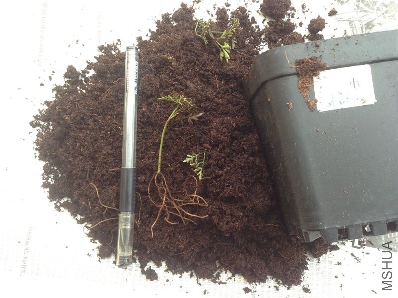 û����ɢ����С����