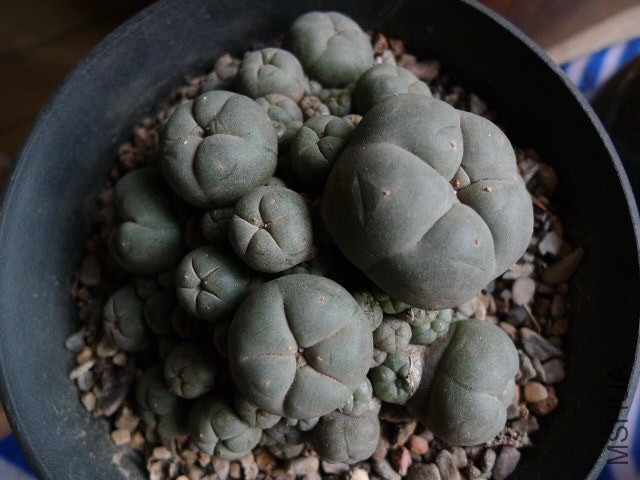 P1090161.JPG