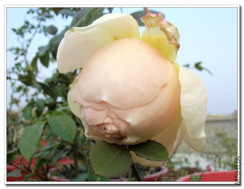 CIMG1257_����.jpg