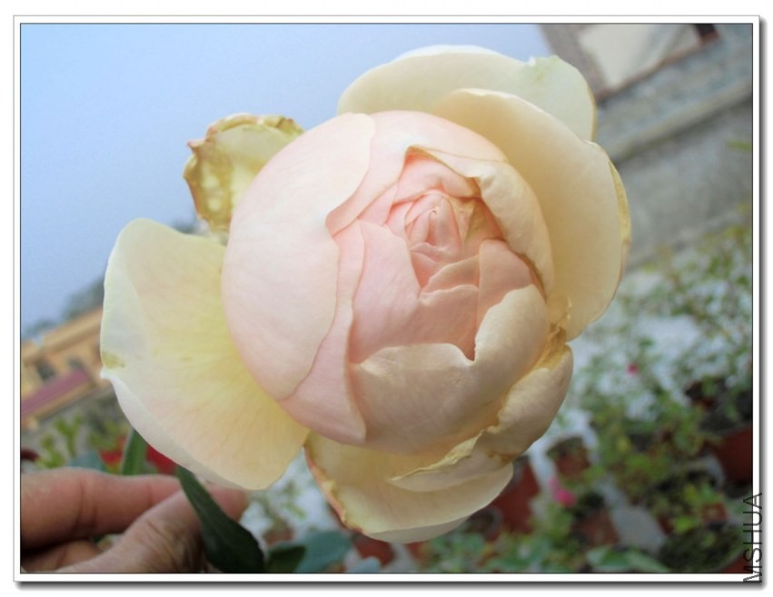 CIMG1258_����.jpg