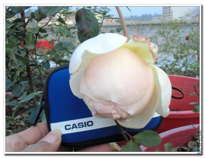 CIMG1259_����.jpg