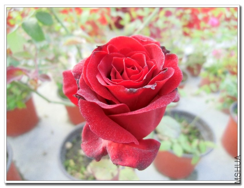 CIMG1262_����.jpg
