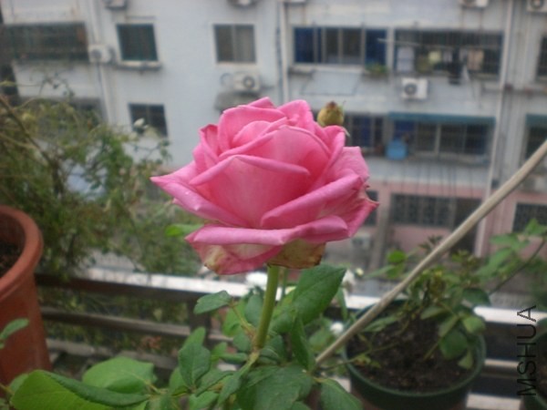 CIMG6516.JPG
