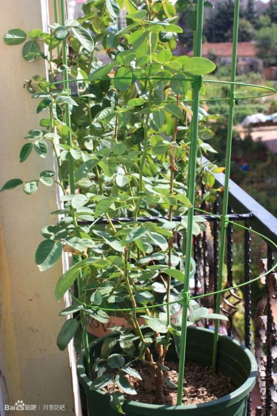 ����˹������ϲ�ˡ�