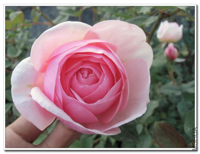 CIMG1279_����.jpg