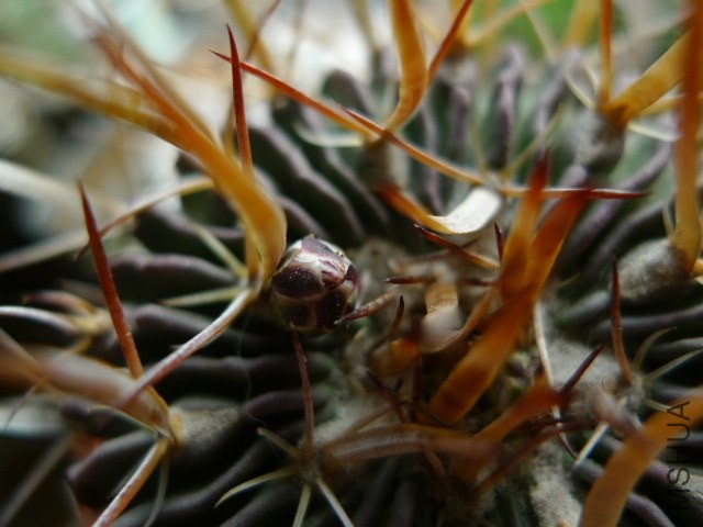 P1090151.JPG