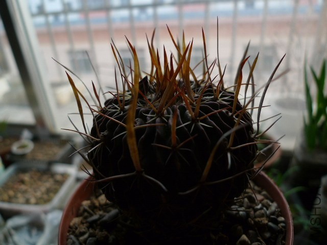 P1090154.JPG