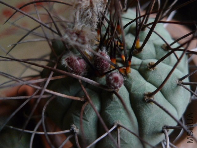P1090158.JPG