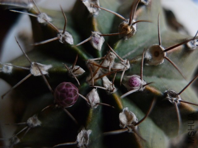 P1090159.JPG