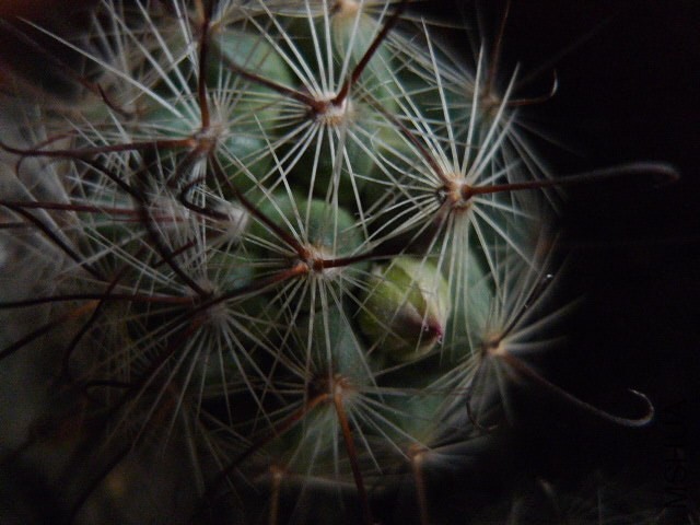 P1090160.JPG