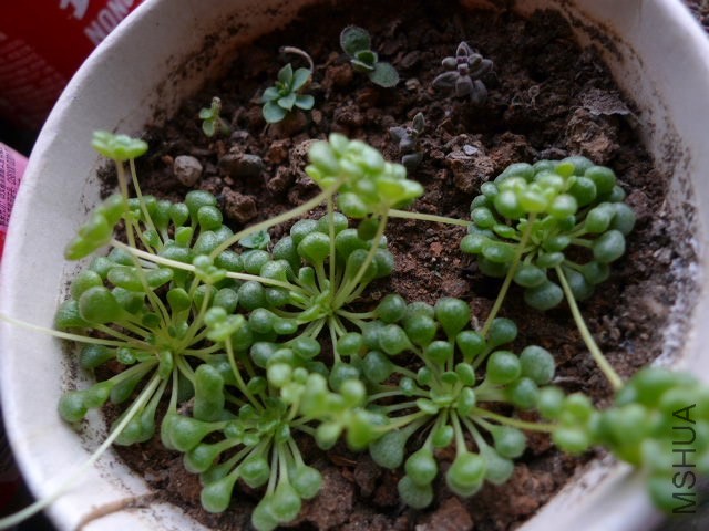 P1090142.JPG