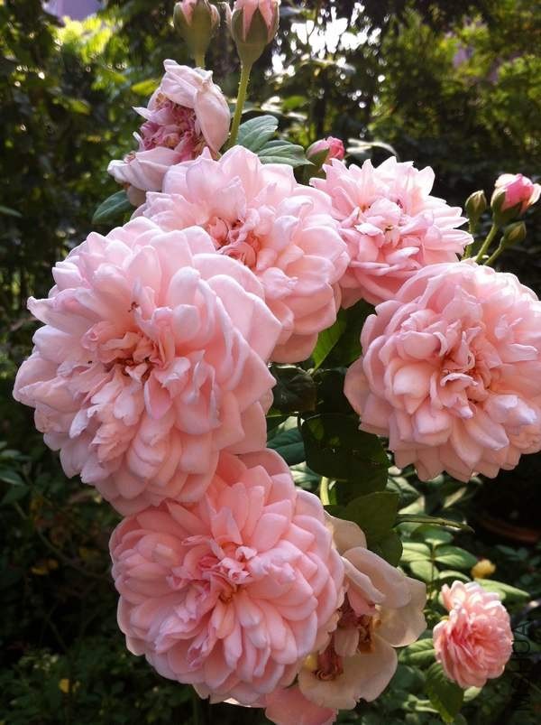 ������Сʥ