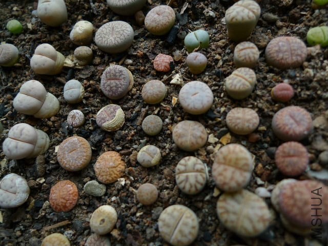 P1080929.JPG