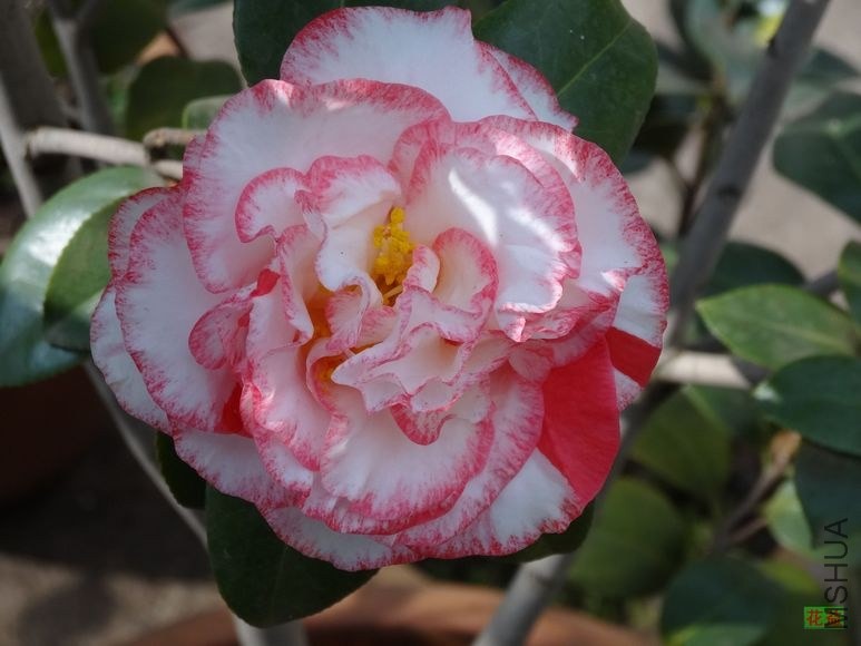 nEO_IMG_DSC00723.jpg