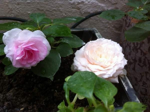 ���D ƻ���ط�.jpg