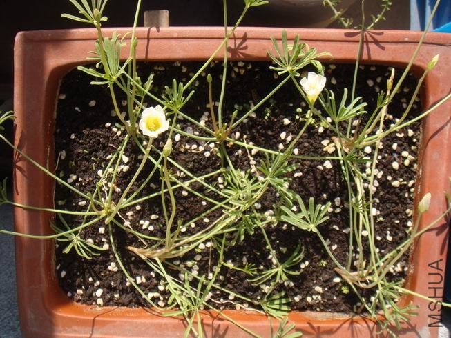 ������С DSC05419.JPG