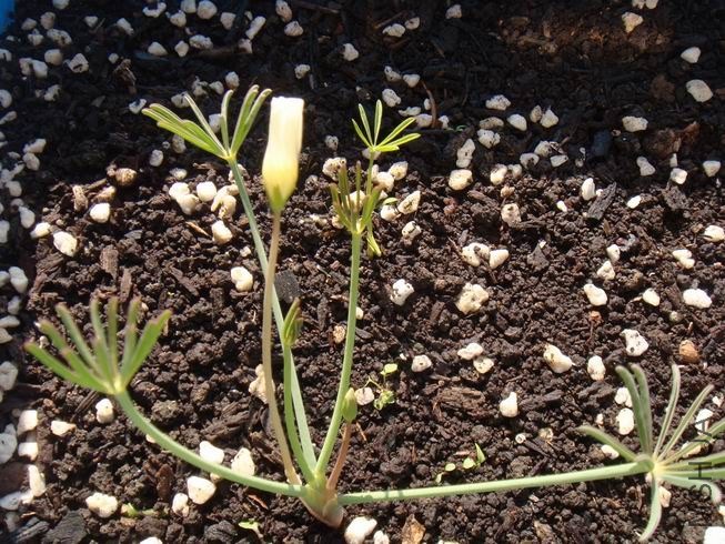 ������С DSC05420.JPG