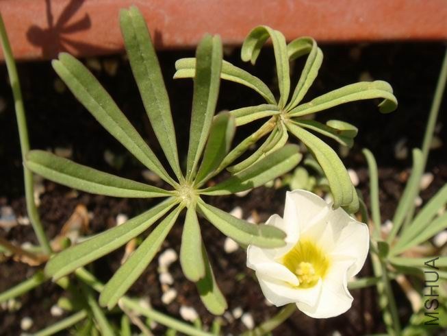 ������С DSC05422.JPG