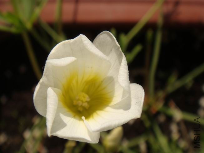 ������С DSC05423.JPG