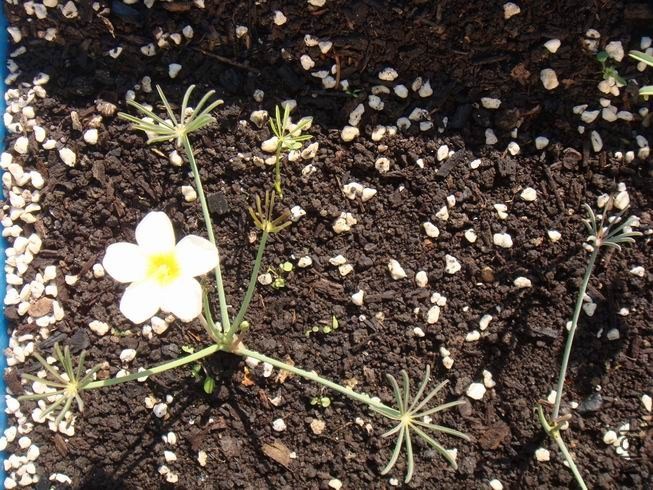 ������С DSC05424.JPG