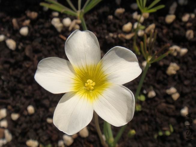 ������С DSC05425.JPG