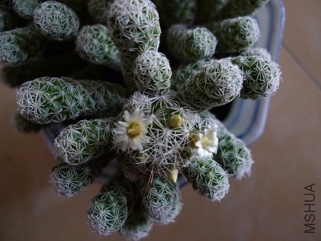 P1030054.JPG