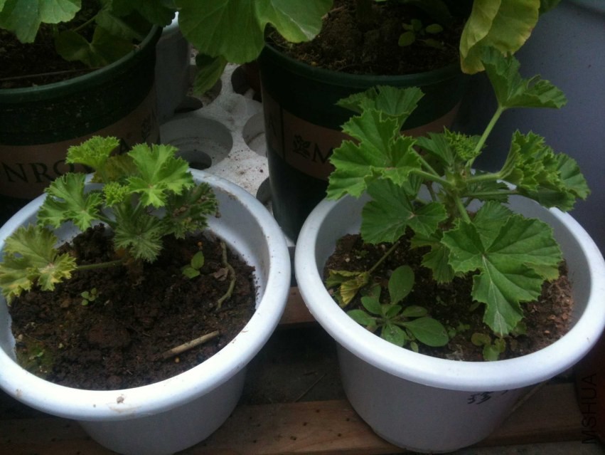 2013-12-31 121022.jpg