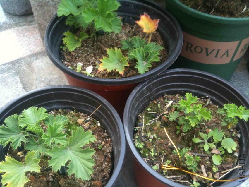 2013-12-31 121037.jpg