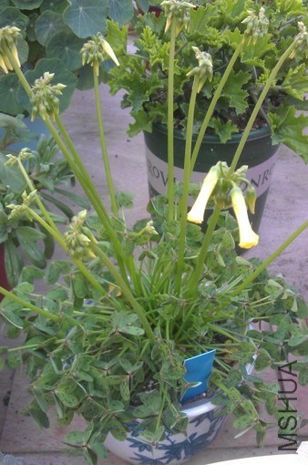 ¶����������