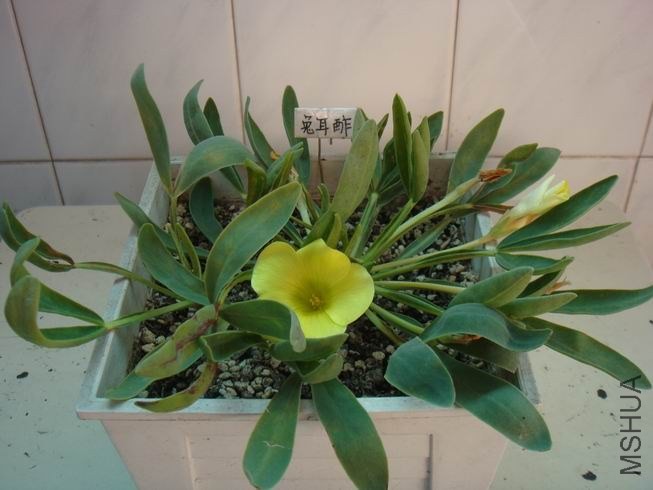 ������С DSC05428.JPG