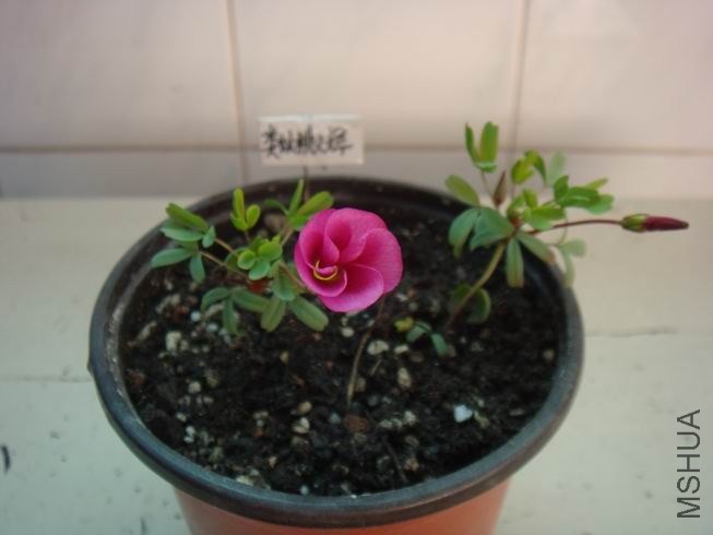 ������С DSC05426.JPG