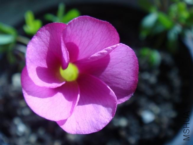 ������С DSC05437.JPG