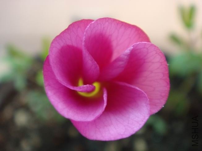 ������С DSC05427.JPG