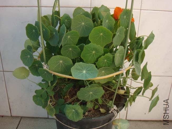 ������С DSC05434.JPG