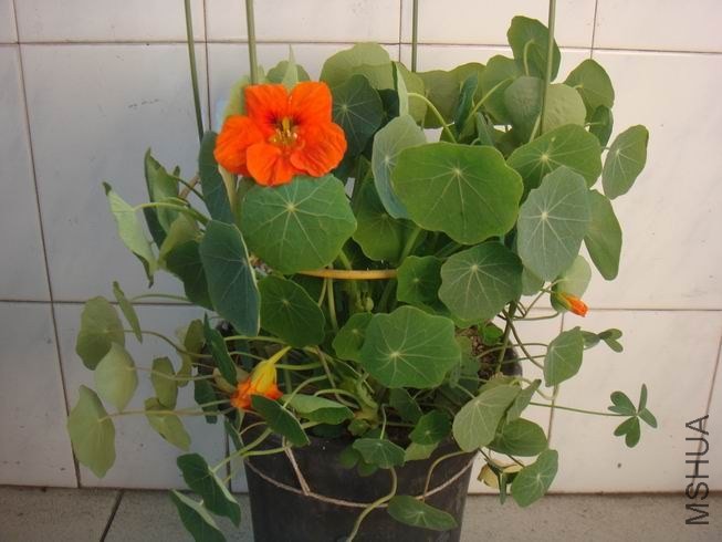 ������С DSC05435.JPG