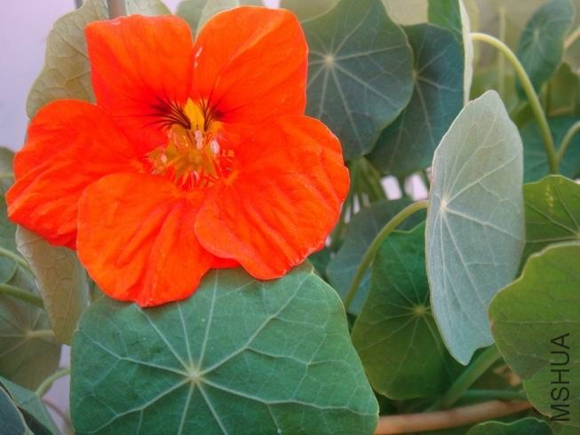 ������С DSC05436.JPG